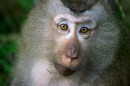 Northern Pig-tailed Macaque (Macaca leonina). Khao Yai National Park, Thailand.の写真素材