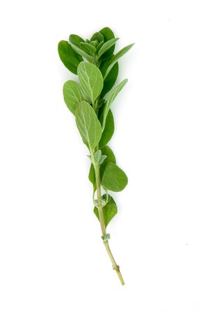 Fresh, aromatic  Oregano (Origanum vulgare). Shot on whiteの写真素材