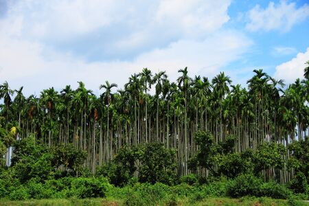 Betel palmの写真素材
