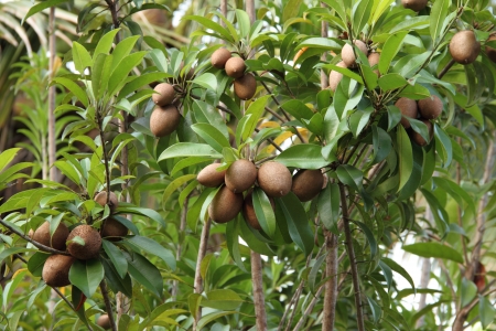 Sapodilla treeの写真素材