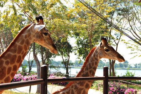 Giraffeの写真素材