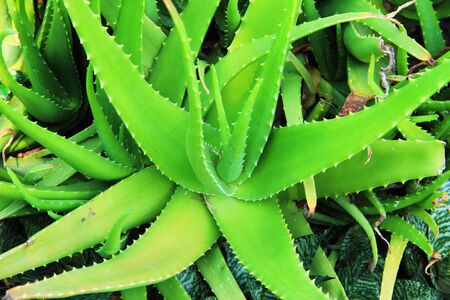 Aloe Veraの写真素材