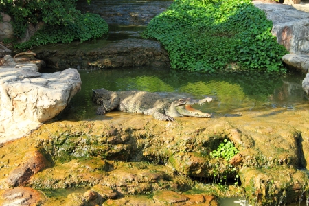 crocodileの写真素材