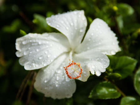 White Hibiscus at Pai, Maehongsorn - North of Thailandの写真素材