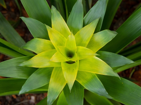 Green Bromeliad in Chiang Mai Zooの写真素材