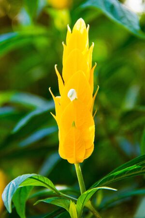 Blossoming Pachystachys lutea close-upの写真素材