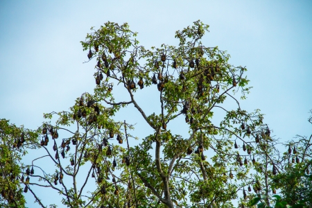 Bats colony hanging on the trees and blue skyの写真素材