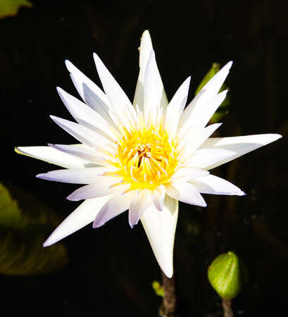 White lotus with yellow pollenの写真素材