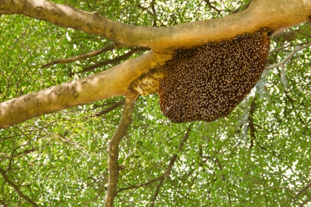 Honeycomb hanging on the treeの写真素材