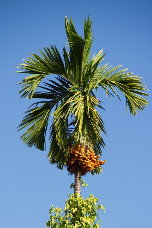 Betel palm and Betel Nutの写真素材