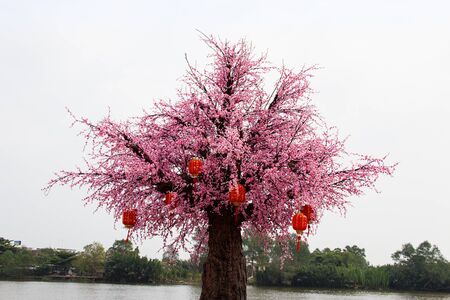 Cherry tree decorated with red lanterns to celebrate Chinese New Yearの写真素材