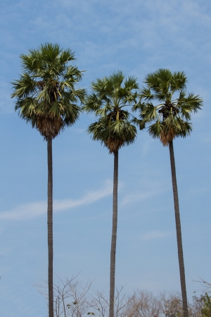 Sugar palm tree and blue skyの写真素材