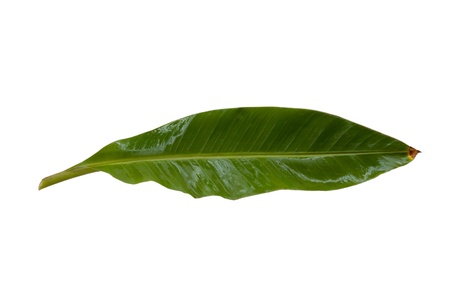 Young banana leaf on white backgroundの写真素材