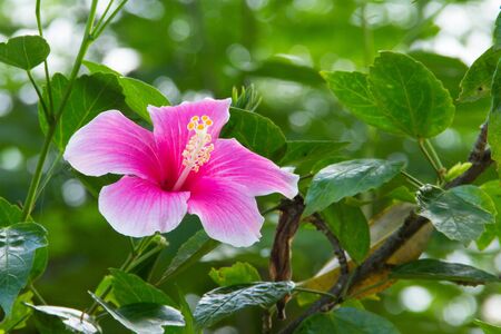 Pink hibiscus flower on treeの写真素材