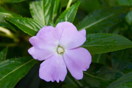 Purple flower on the treeの写真素材
