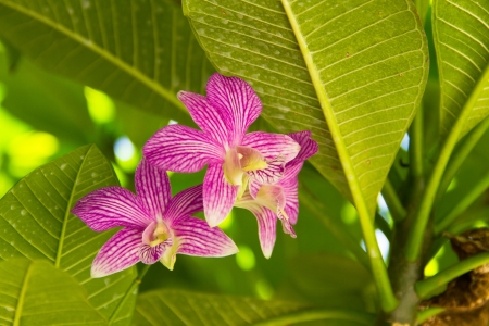 Orchids under the tree,Thailandの写真素材