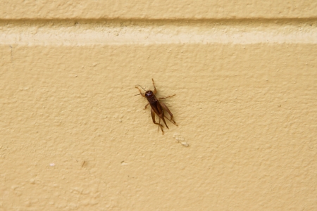 A cricket on the wallの写真素材