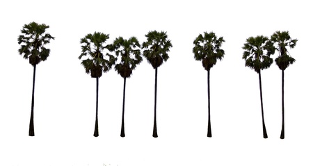 Toddy palm on white backgroundの写真素材