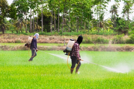 Two people are spraying pesticides in rice fieldの写真素材