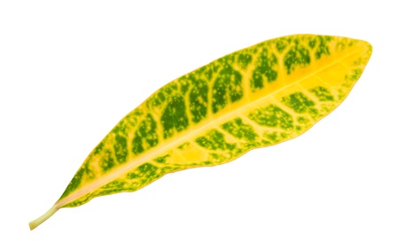 Leaf idea isolated on white background