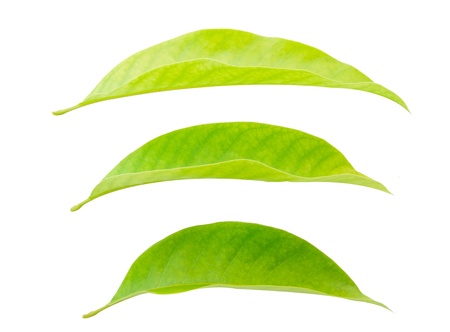 Leaf idea isolated on white background