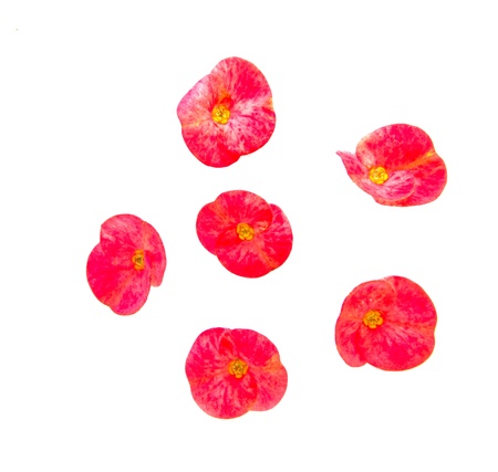 Poi Sian flowers on white background