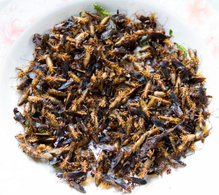 Fried insects on the dishの写真素材