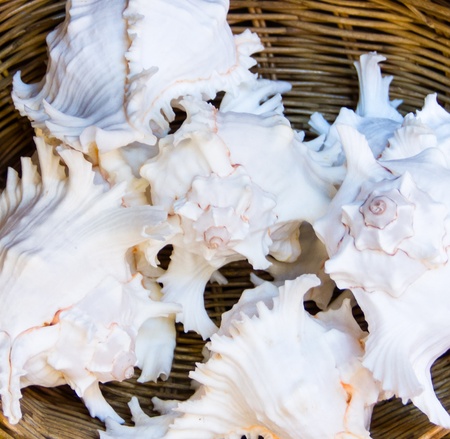 shells on basket in the souvenir shop