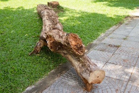 Fallen tree in the parkの写真素材