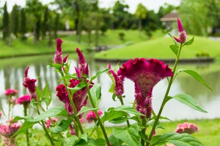 Purple cockscomb flowers in the gardenの写真素材