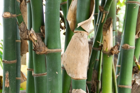 Bamboo forest for backgroundの写真素材