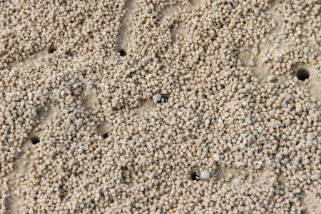 Hole of crabs at the beachの写真素材