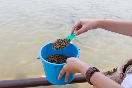 Fish feeding in the bucket