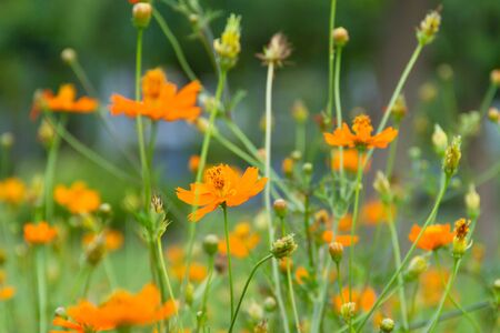 Cosmos flowers in the gardenの写真素材