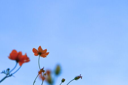 Cosmos flowersOrange and blue sky backgroundの写真素材