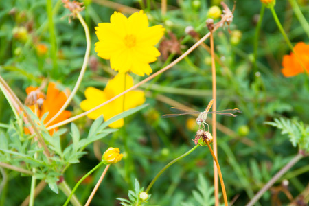 Dragonfly perched on a flowerの写真素材