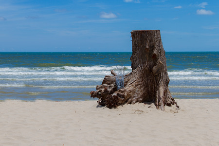 Tree stump on the beachの写真素材
