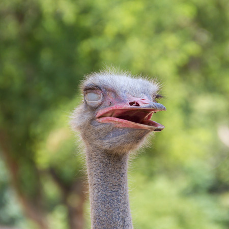 Head of ostrich in zooの写真素材
