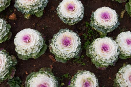 Flowering purple cabbageの写真素材