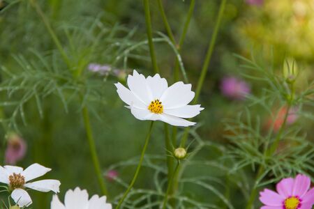 cosmos flowerの写真素材