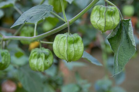 cape gooseberry on treeの写真素材