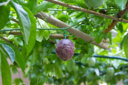 passion fruitの写真素材