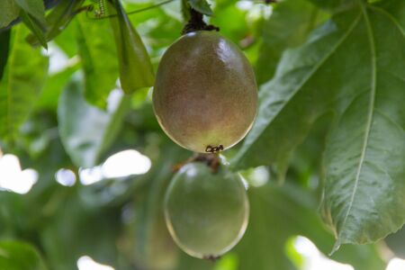 passion fruitの写真素材