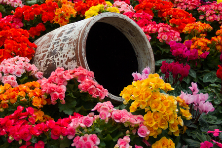 Pitchers and flowersの写真素材