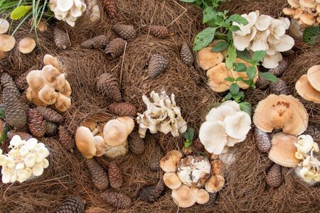 Mushrooms in the forestの写真素材