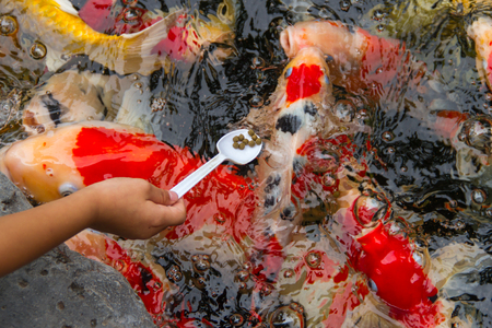 a boy feeding fancy carp fish in the pondの写真素材