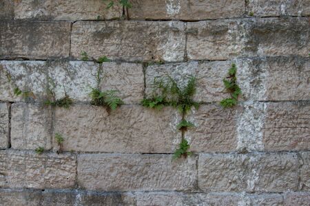 grass was born on a brick wall.の写真素材