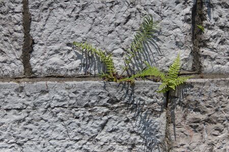 grass was born on a brick wall.の写真素材