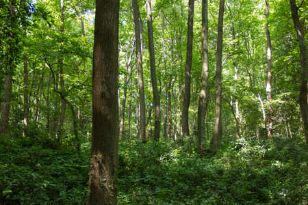 Trees in the woodsの写真素材