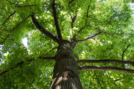 Trees in the woodsの写真素材